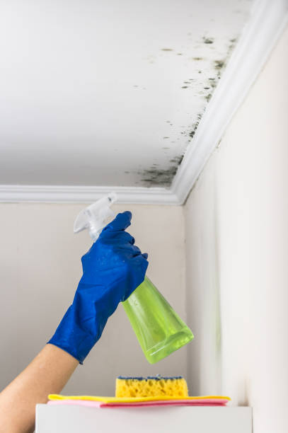 Best Industrial Mold Remediation in Westmont, CA
